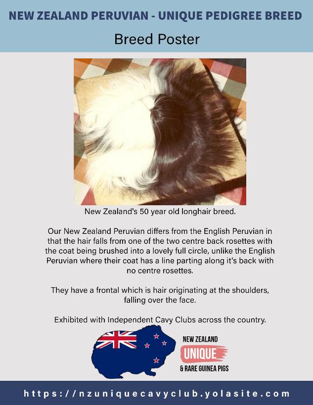 New Zealand Peruvian Cavy Breed Poster