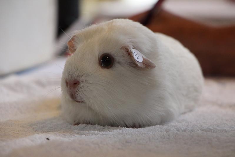 Dark Eyed Whites is a Rare Guinea Pig Breed