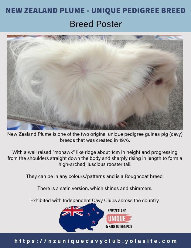 New Zealand Plume Pedigree Guinea Pig Breed Poster