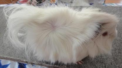 The Nationwide Cavy Show 2022 New Zealand Plume