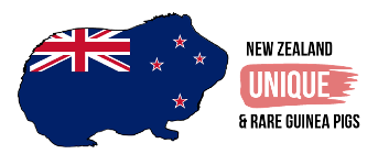 Contact New Zealand Unique and Rare Guinea Pigs