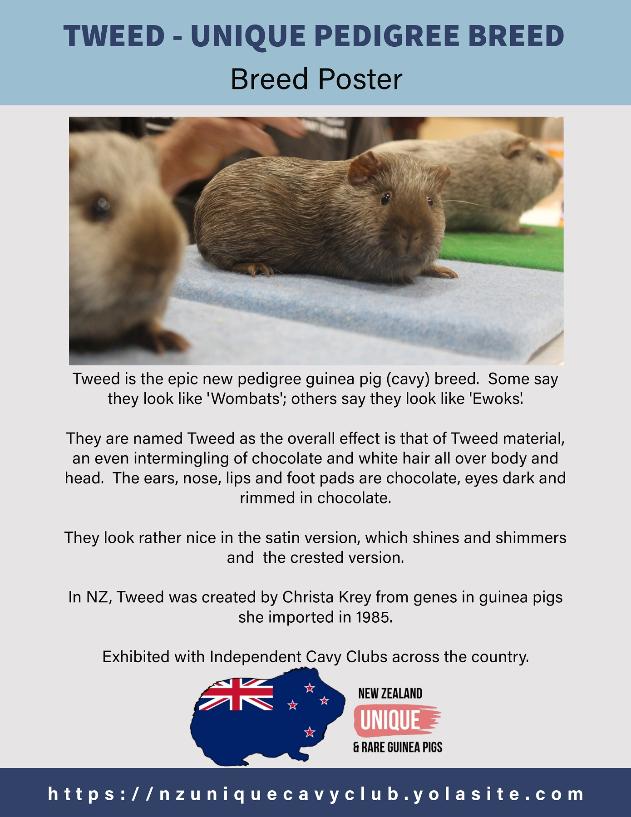 Tweed Cavy Breed Poster