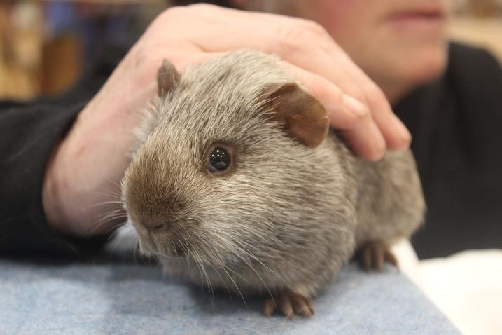 Tweed Guinea Pigs are Amazing being compared to 'Wombats' and 'Ewoks'