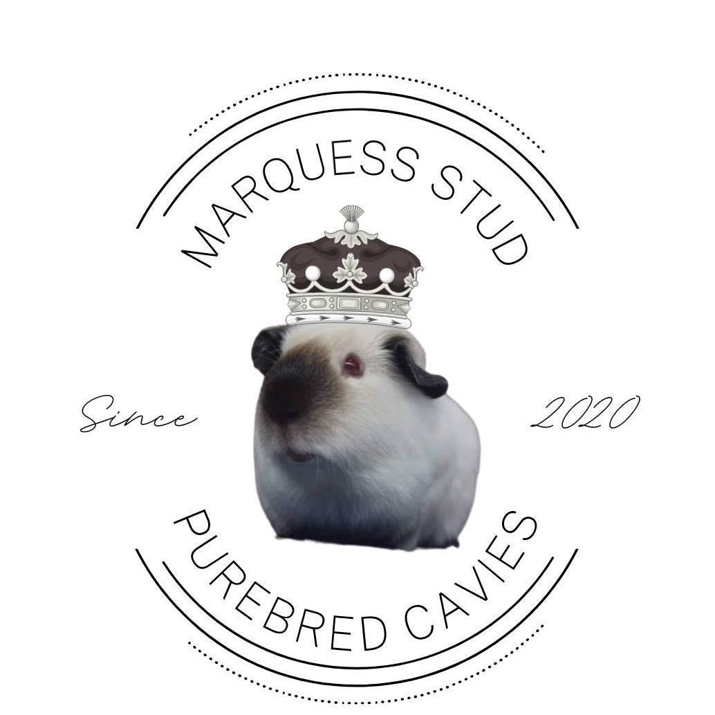Marquess Cavy Stud