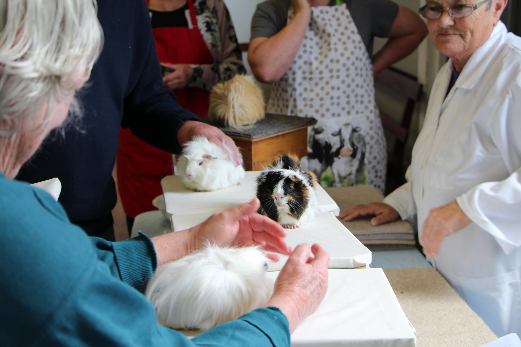 Several New Zealand Plumes being judged at Independent Cavy Show in Taranaki Cavy Group