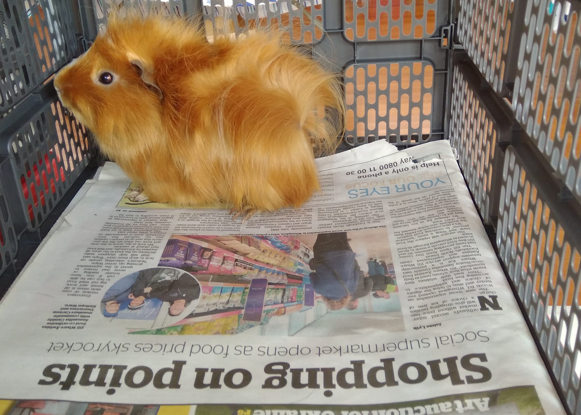 Mamaku Sparkles Satin New Zealand Plume Cavy at The Northern Rabbit and Cavy Club