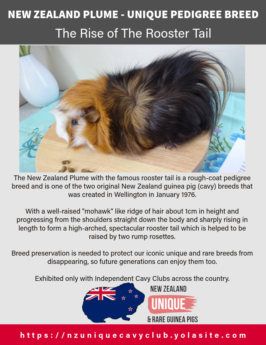 New Zealand Plume: Cavy Breed Profile Poster