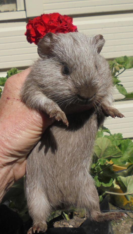 Rare Tweed Cavy Breed