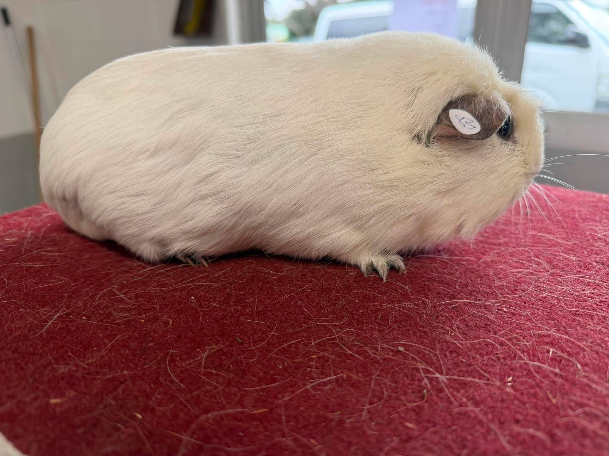 Mamaku Snowbird New Zealand Plume Cavy at The Northern Rabbit and Cavy Club