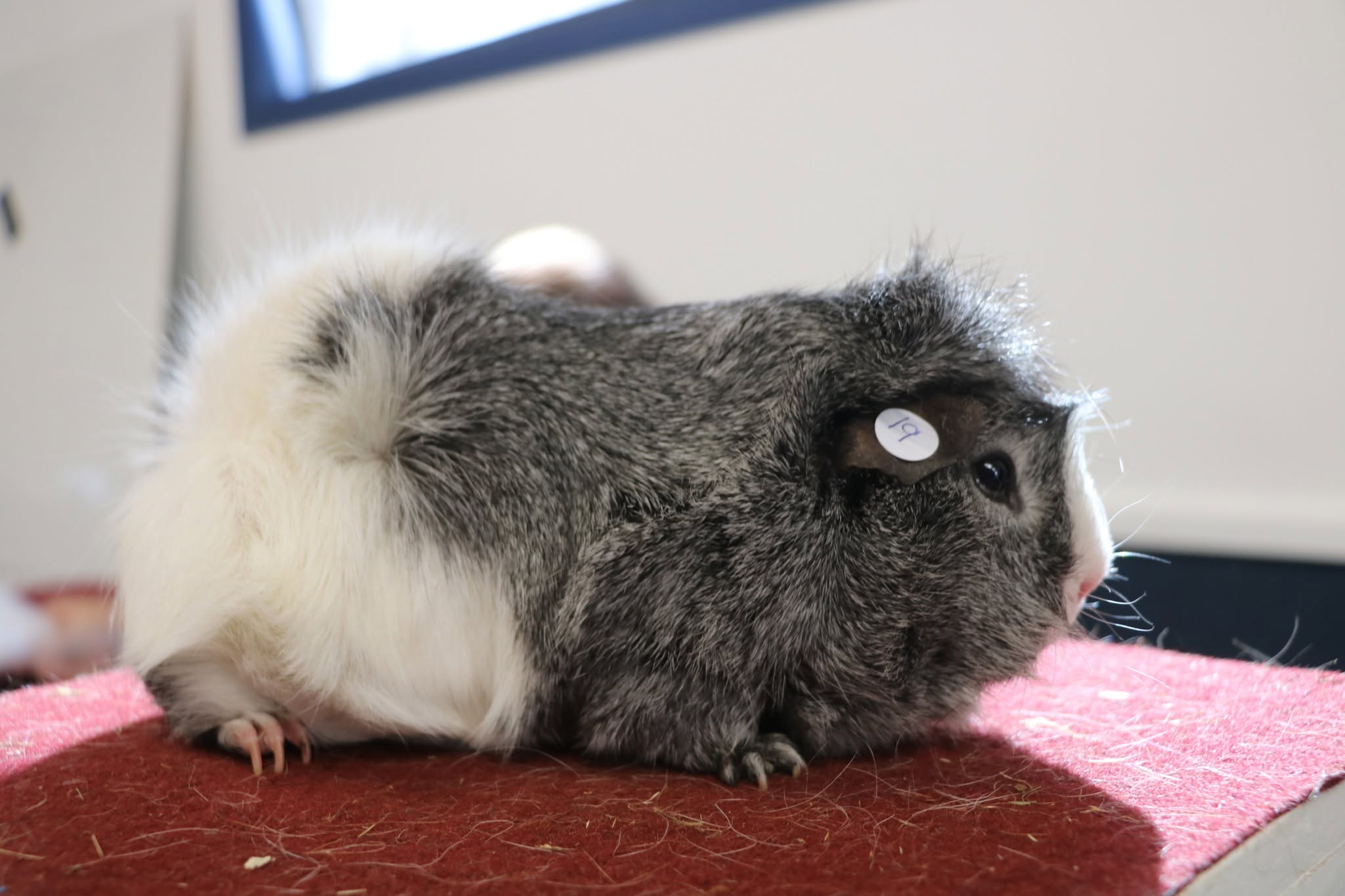 Rare Bonnet Guinea Pig Breed