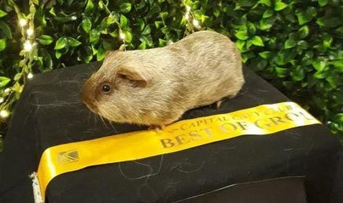 Tweed Cavy Winning at Independent Cavy Club Show in NZ