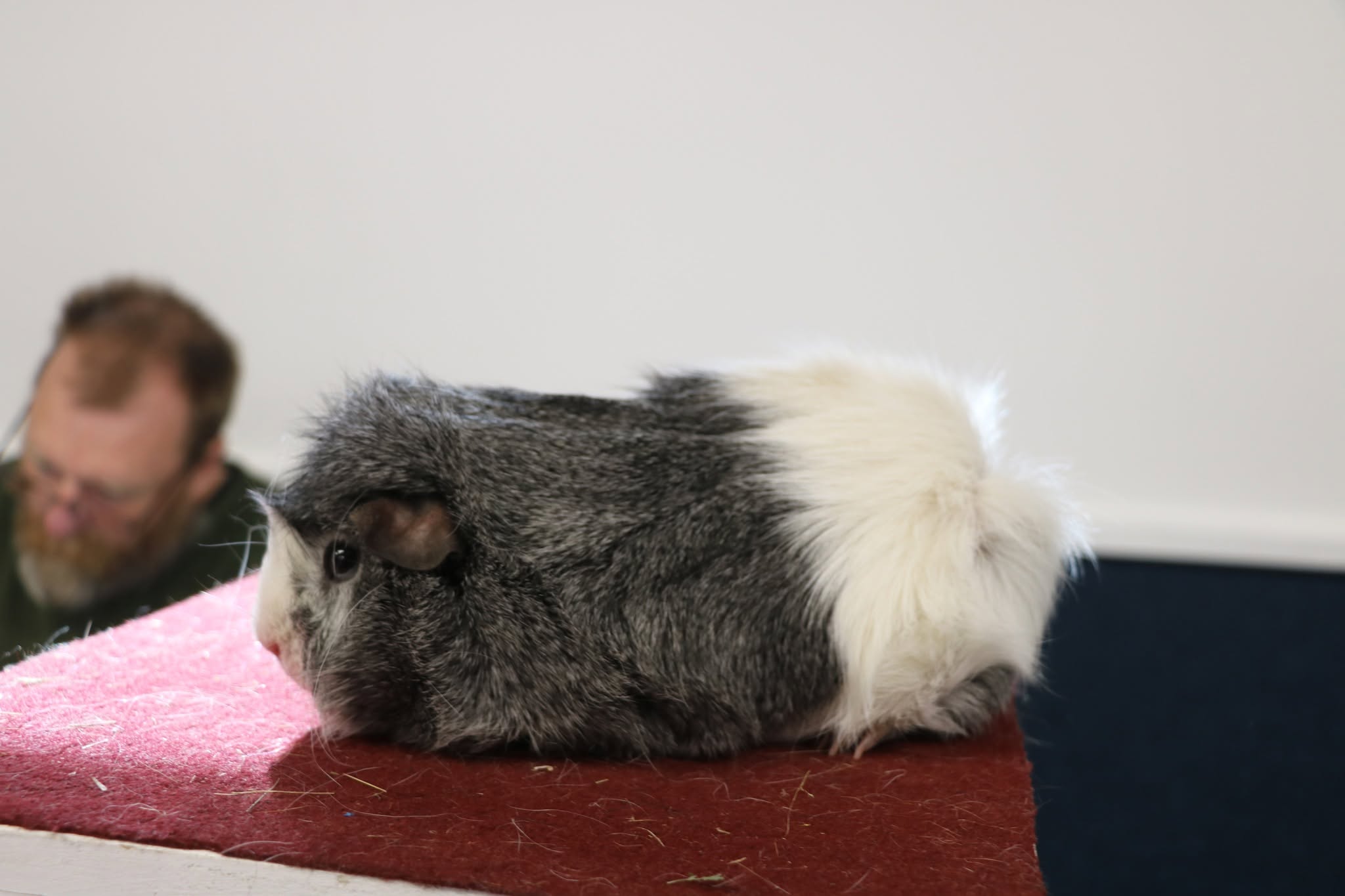 Rare NZ Unique Bonnet Cavy Breed