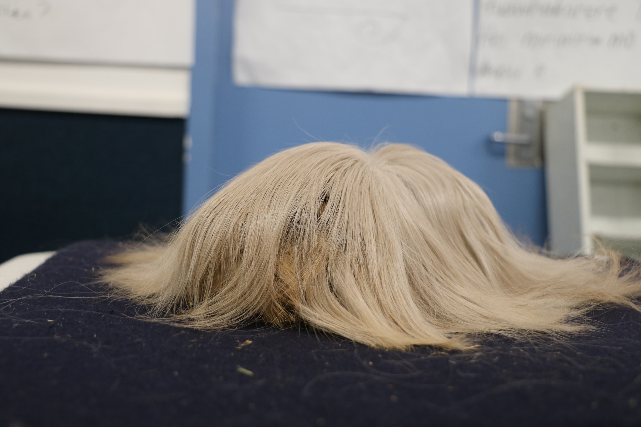 New Zealand Peruvian Cavy