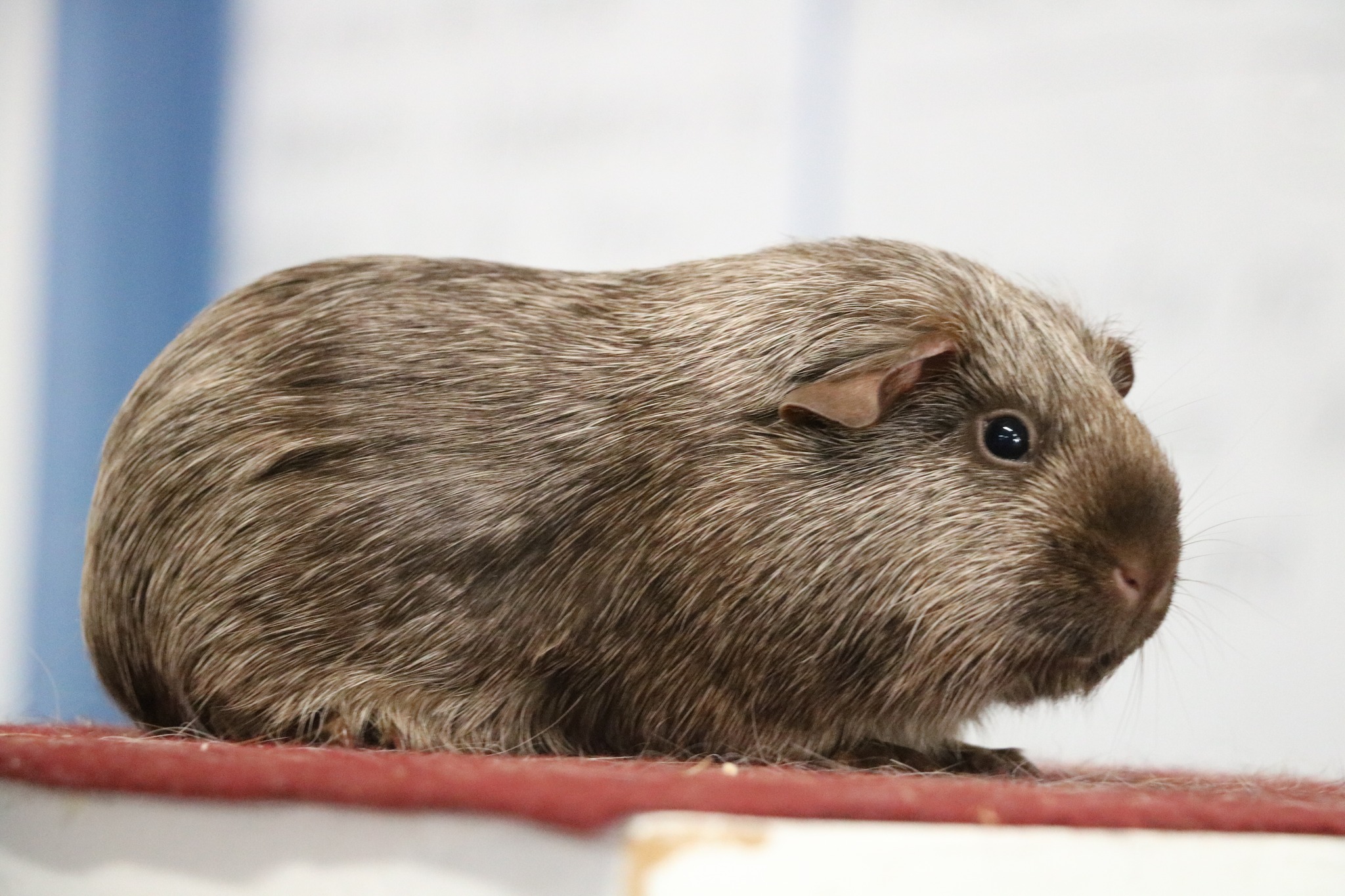 Tweed Cavy Breed Show Standards