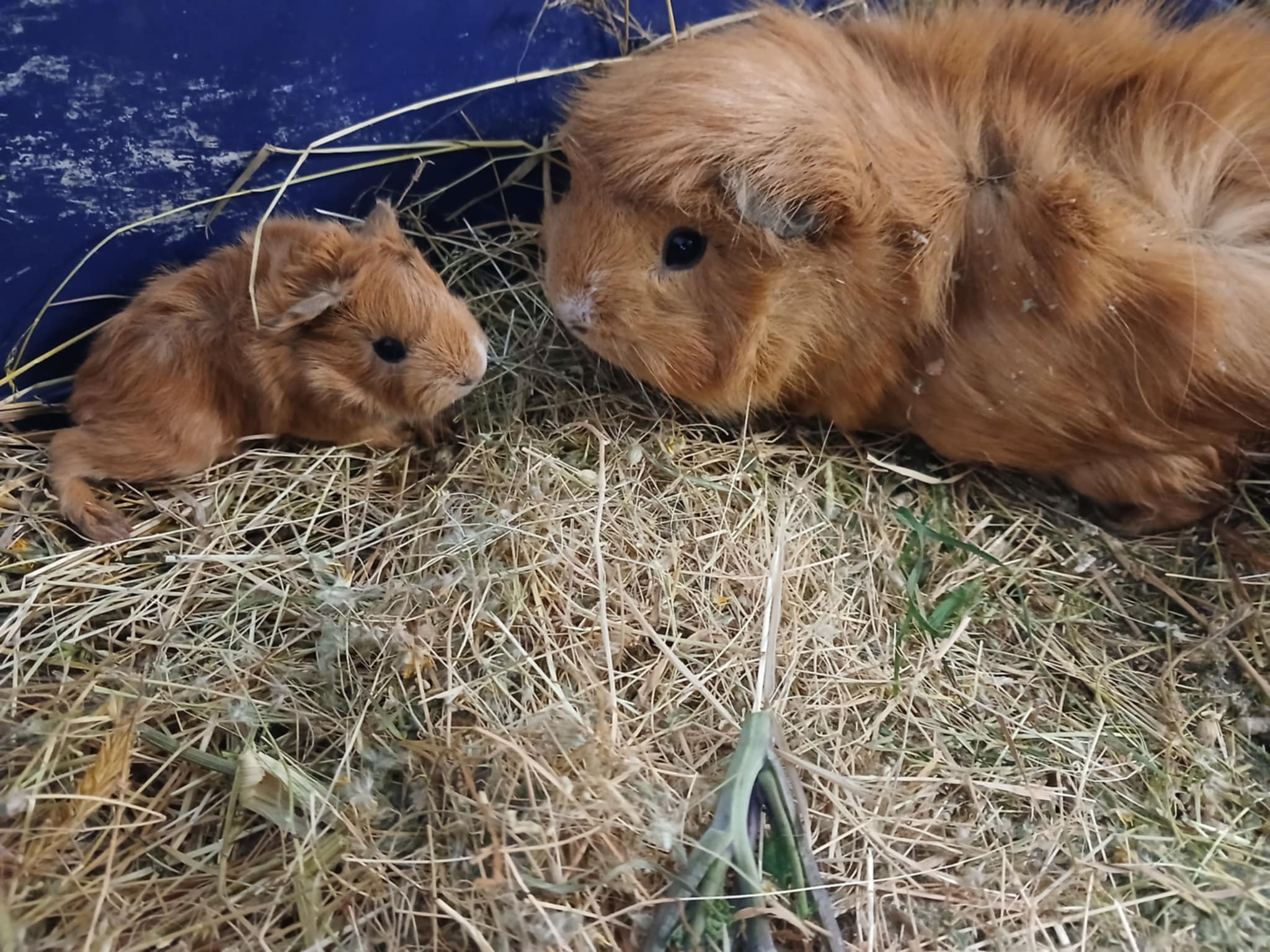Preservation Cavy Breeders NZ