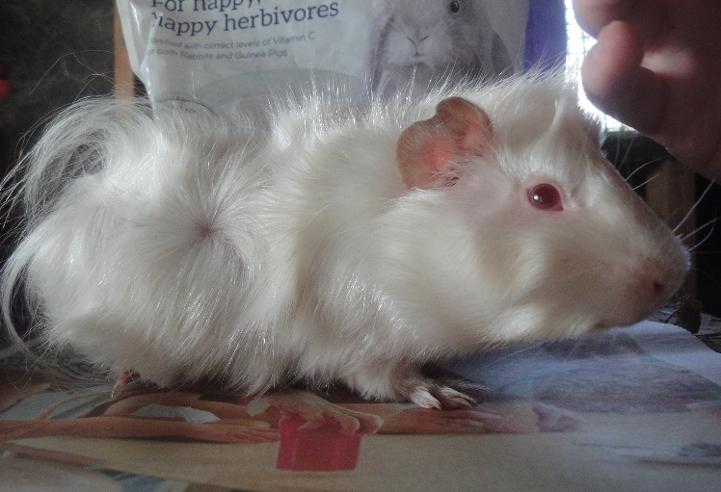 White Satin NZ Plume Unique Cavy Breed
