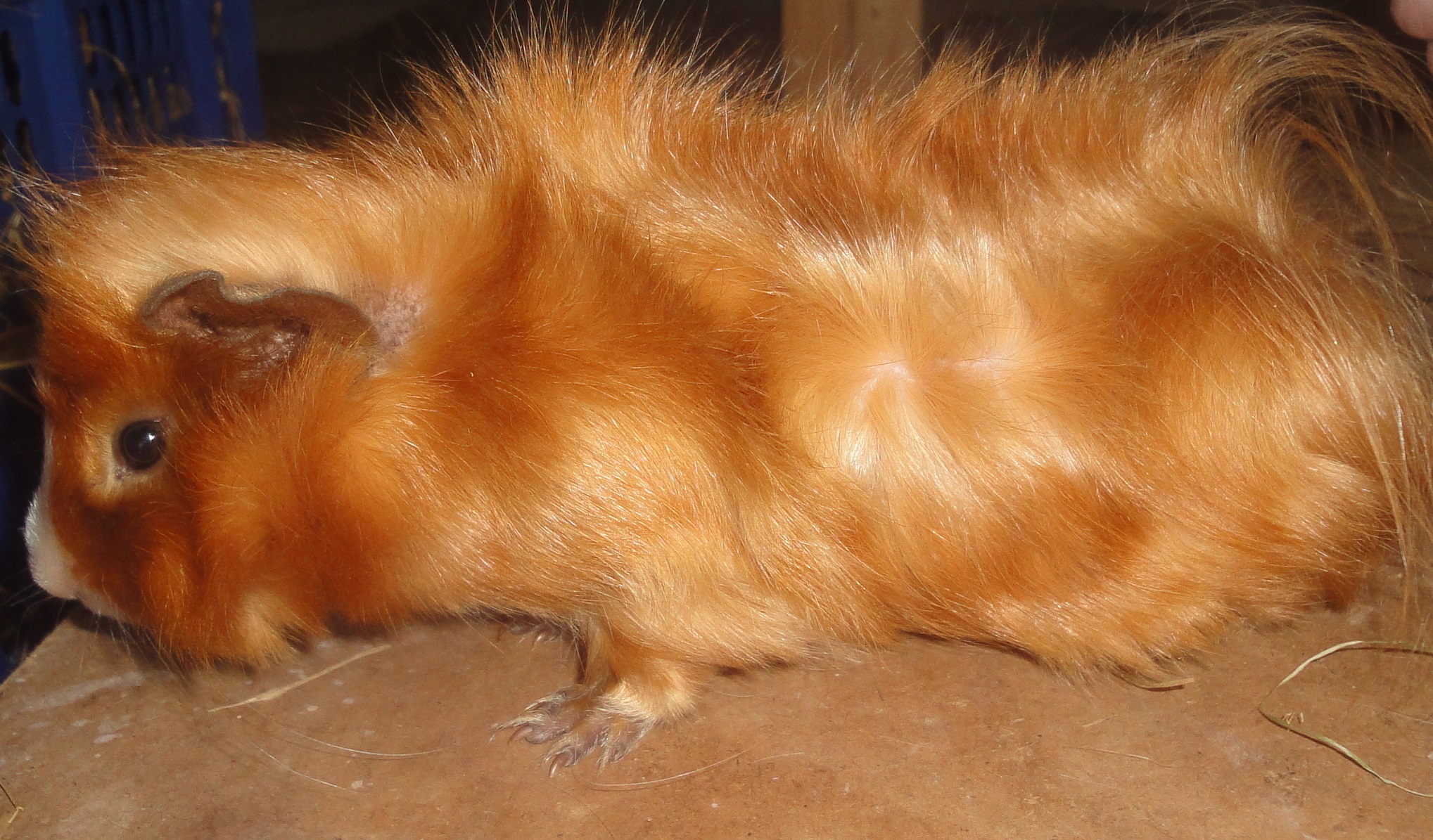 Satin New Zealand Plume Cavy