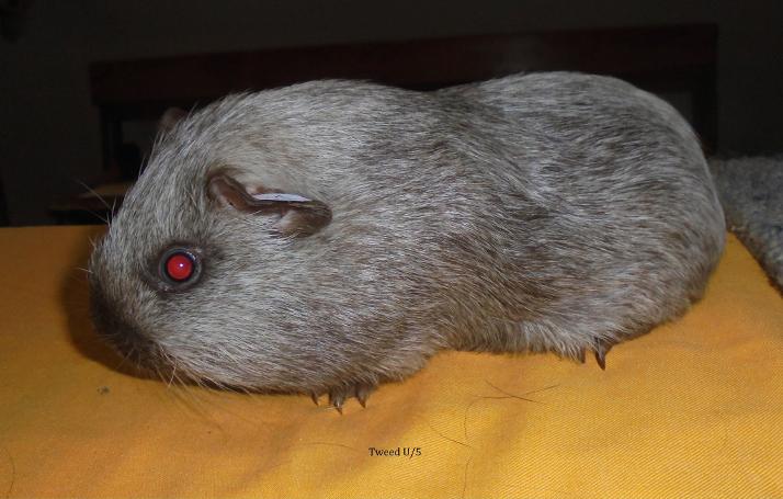 Tweed Cavy at Independent Cavy Club show