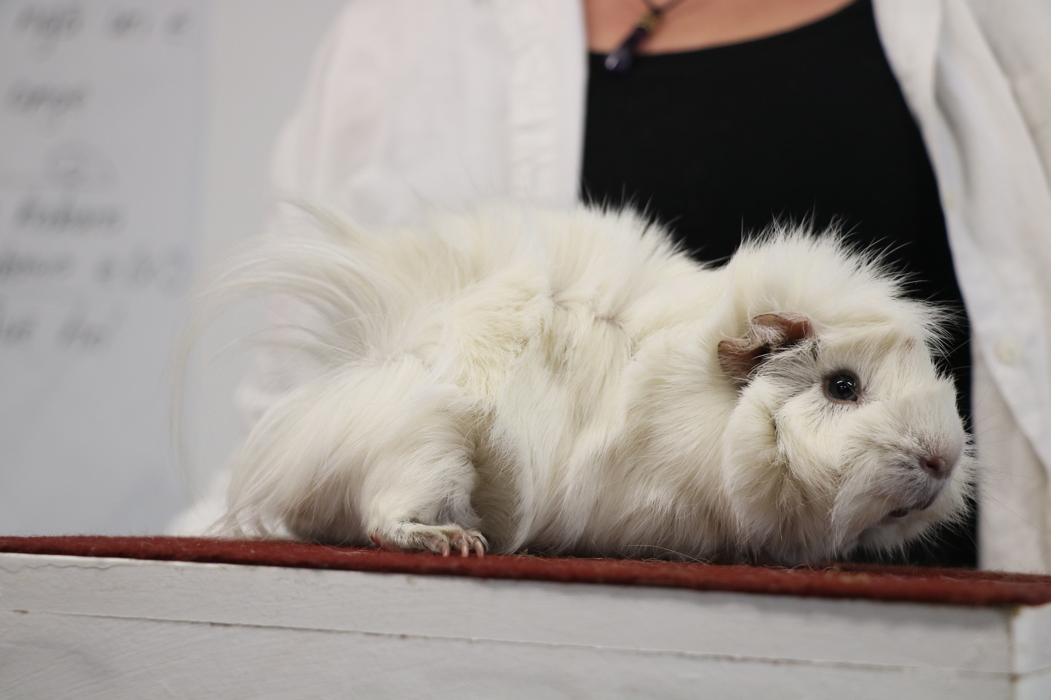 Wai Guinea Cavy Stud