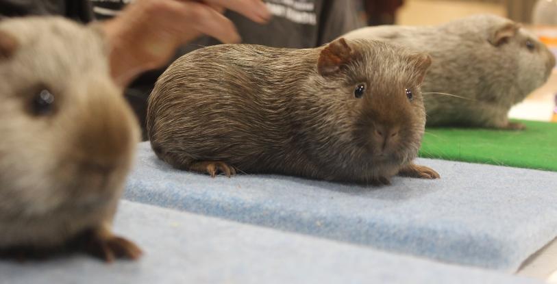 Tweed Cavy Breed Genetics and History