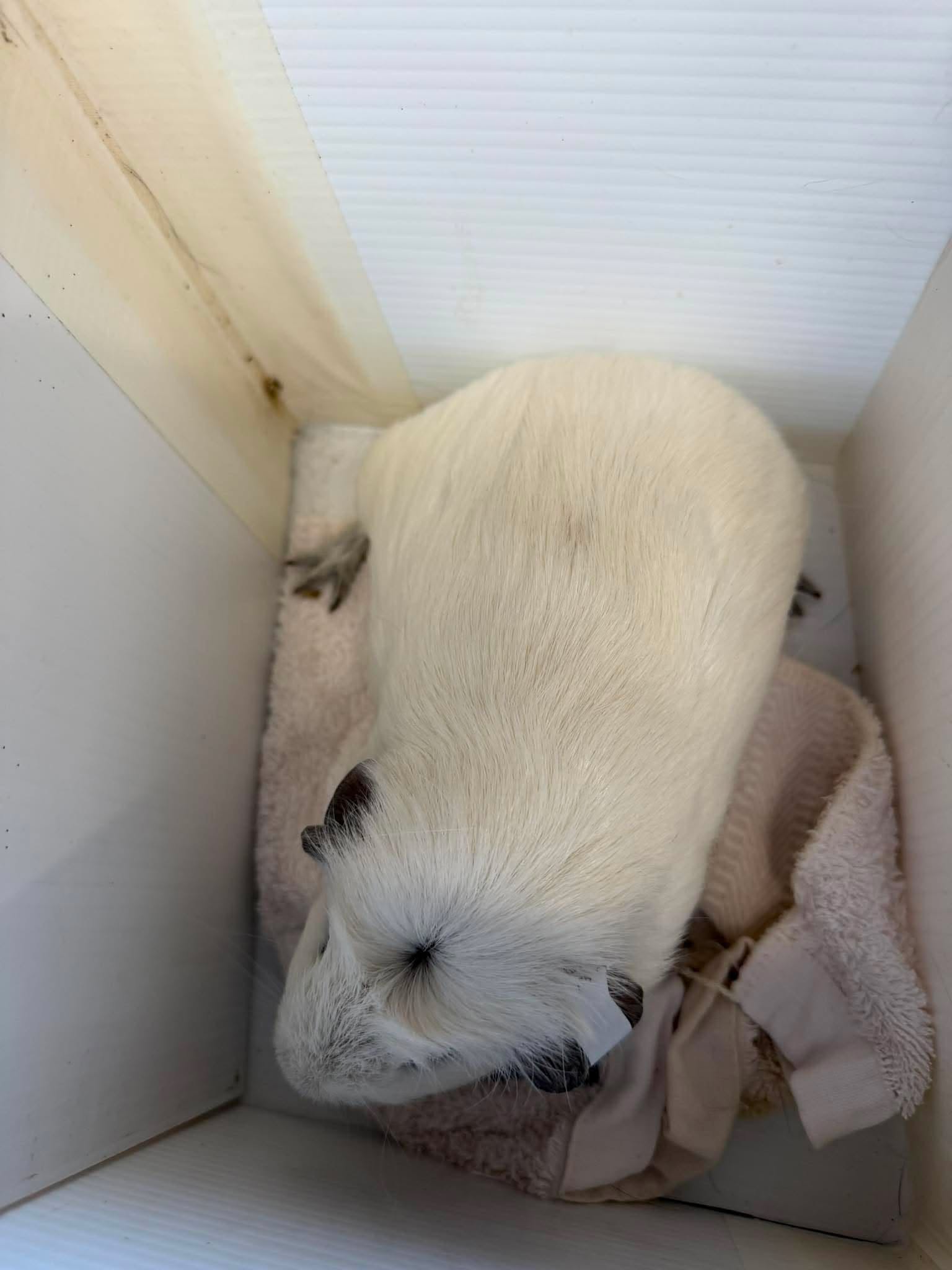 Grand Champion Marquess Panda-monium - Crested Panda Cavy
