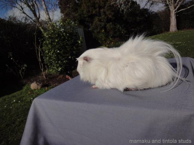 Beautiful White NZ Plume Guinea Pig