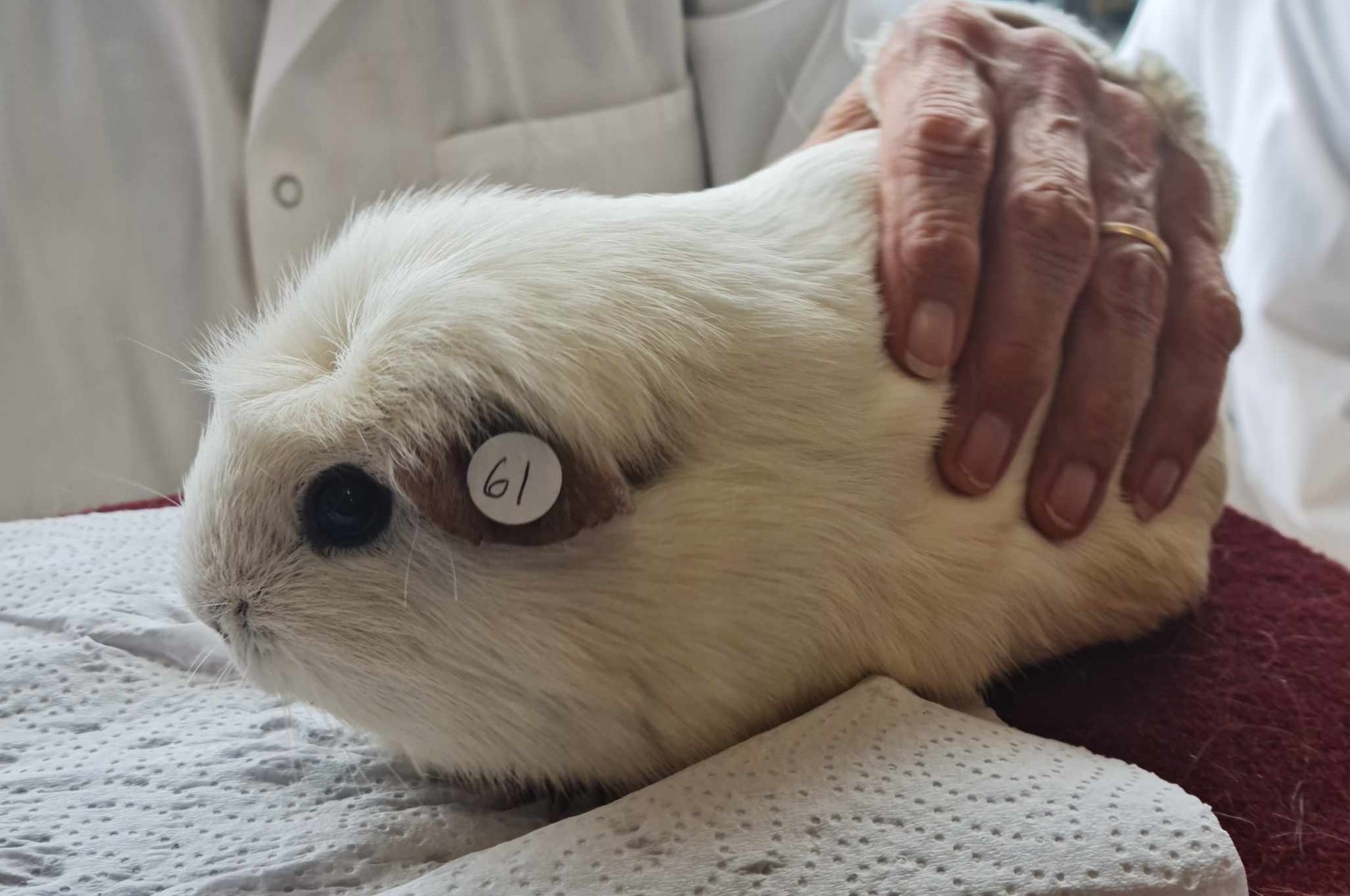 English Crested Panda Cavy Breed