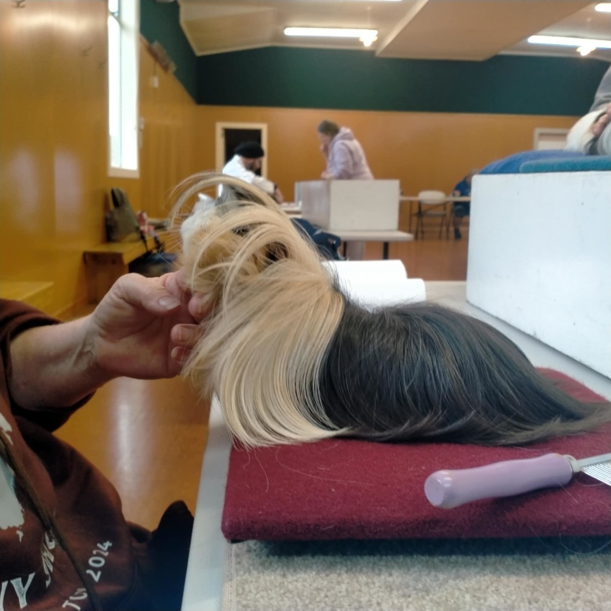 NZ Peruvian: NZ Unique and Rare Cavy Breed
