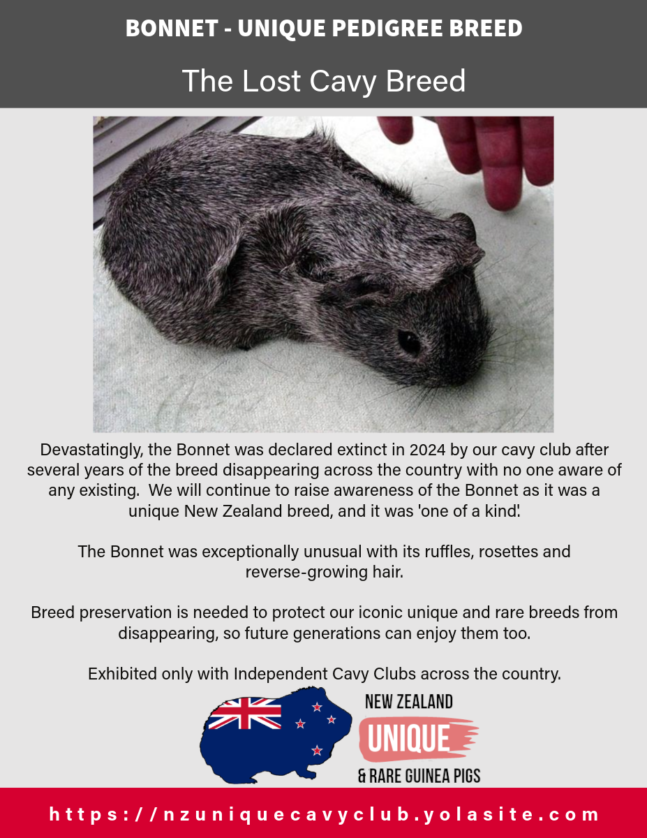 Bonnet: Extinct Cavy Breed Profile Poster