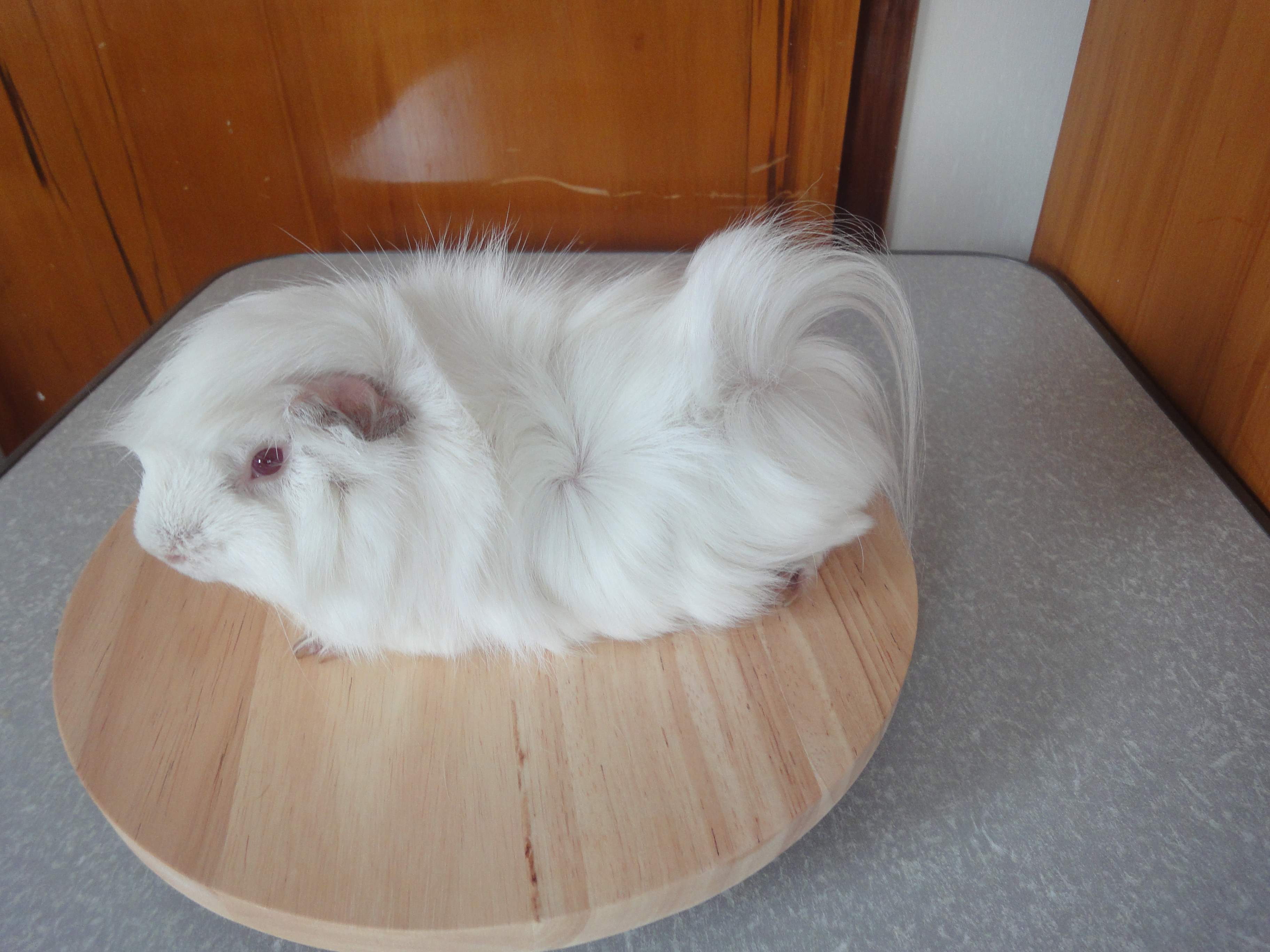 Champion Mamaku Snowman New Zealand Plume Cavy