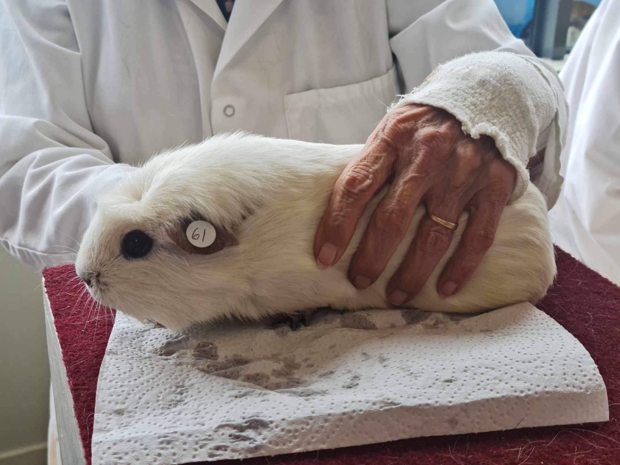 Crested Panda Cavy