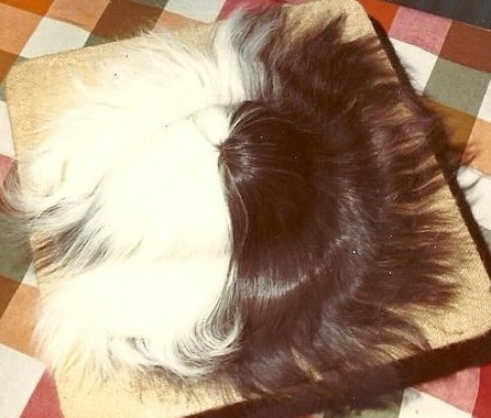 Rare New Zealand Peruvian Longhair Guinea Pig Breed