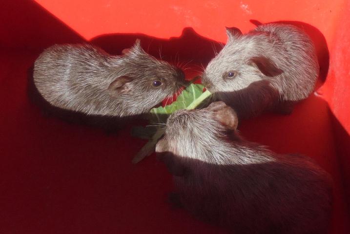 Tweed Cavy Litter from Lessentine Cavy Stud in NZ