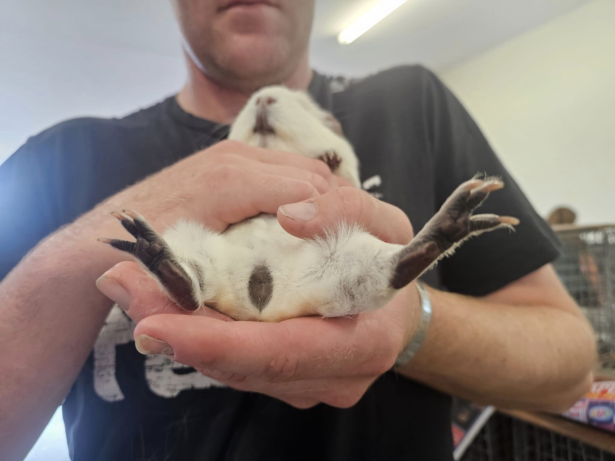 Panda Cavy feet pads