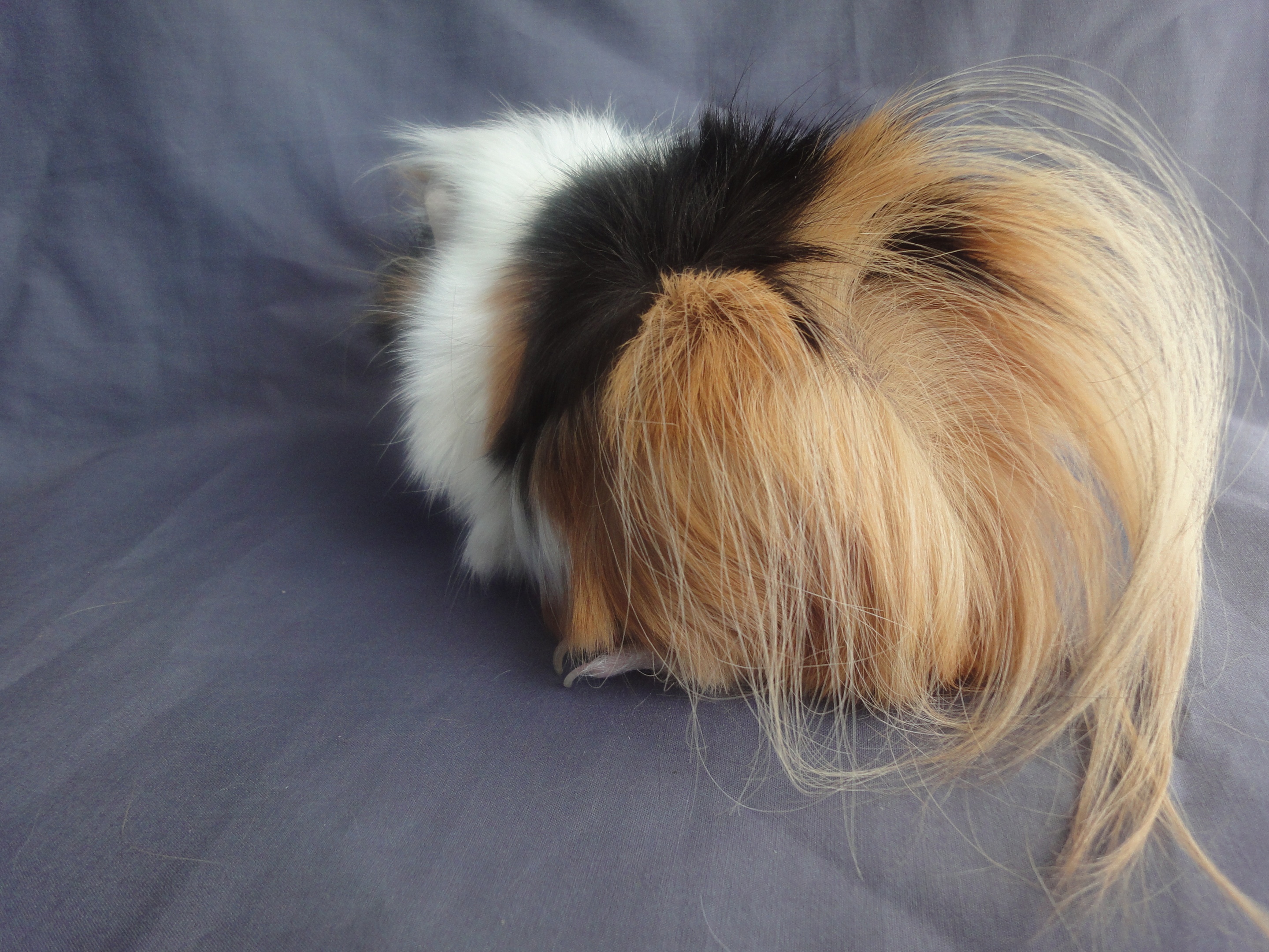 New Zealand Plume Pedigree Cavy Show Standards