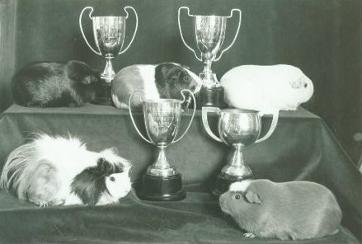 Photo taken in 1970's at New Zealand Cavy Club show featuring a New Zealand Plume on the Winners table