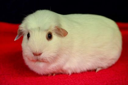 Dark Eyed White Cavy