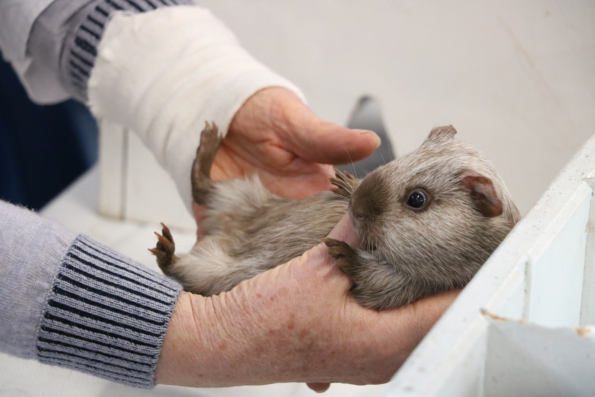Tweed Cavy being judged at an Independent Cavy Club show in New Zealand