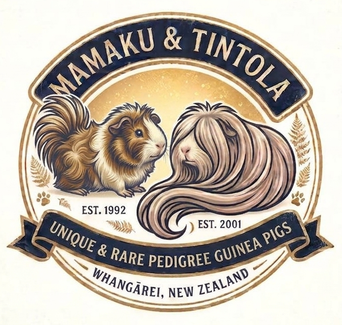 Tintola Cavy Stud