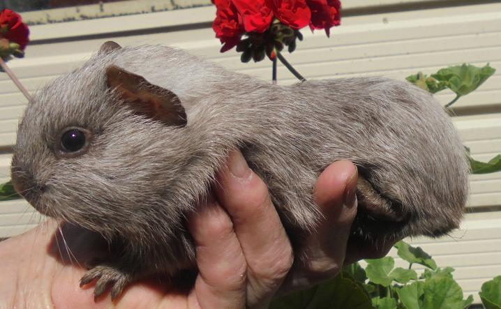 Tweed Cavy posing outside