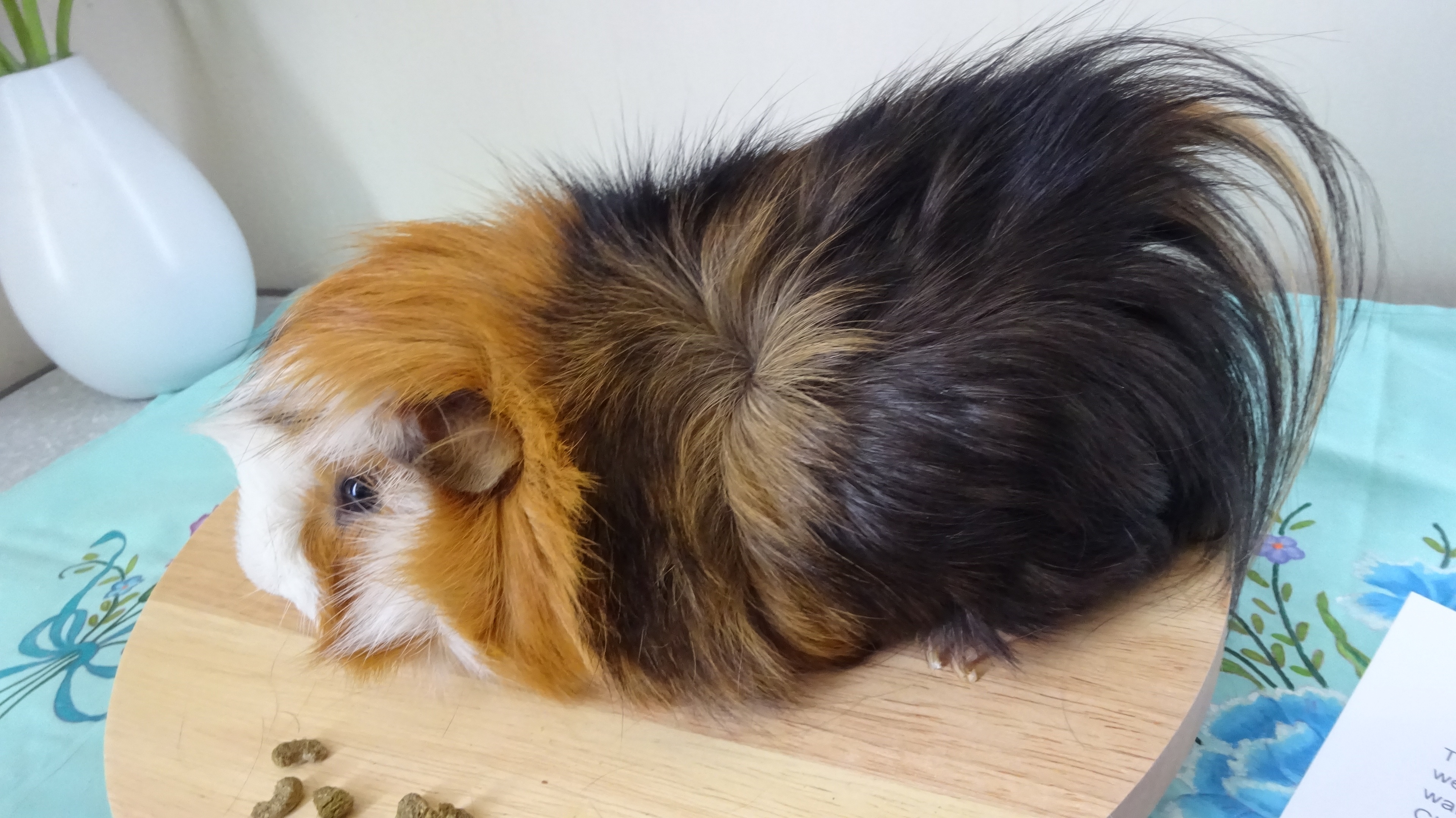 Breeding New Zealand Plume Cavy to Show Standards