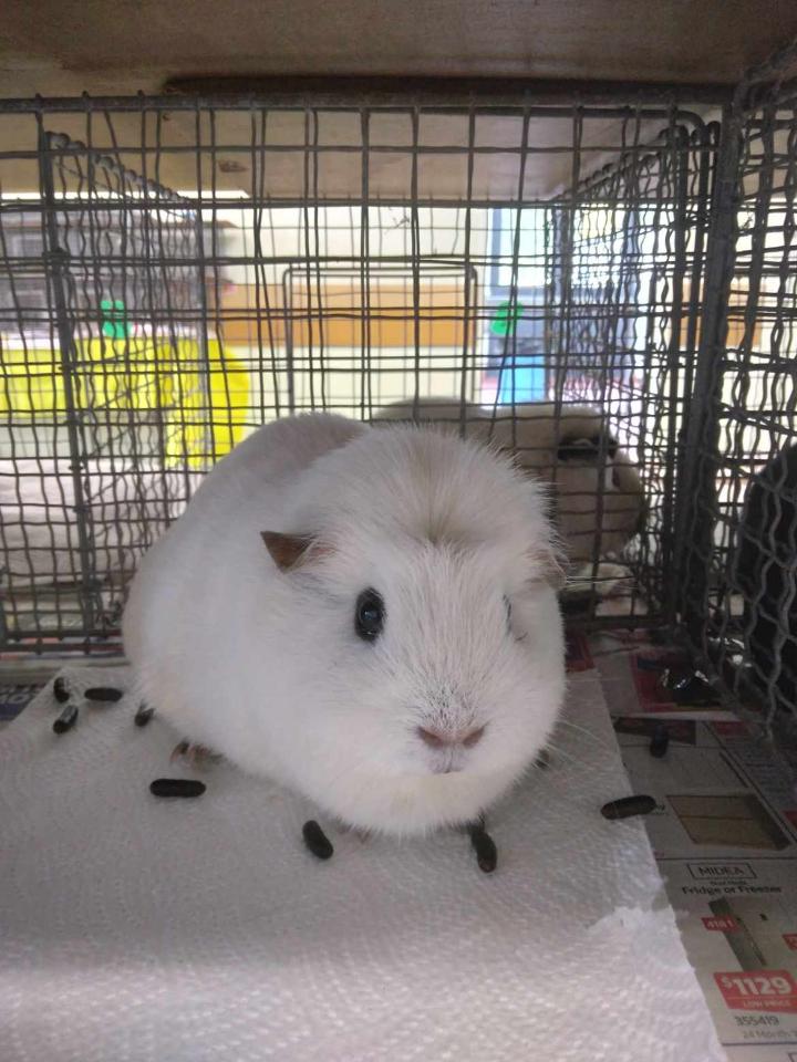 Cute Panda Guinea Pig