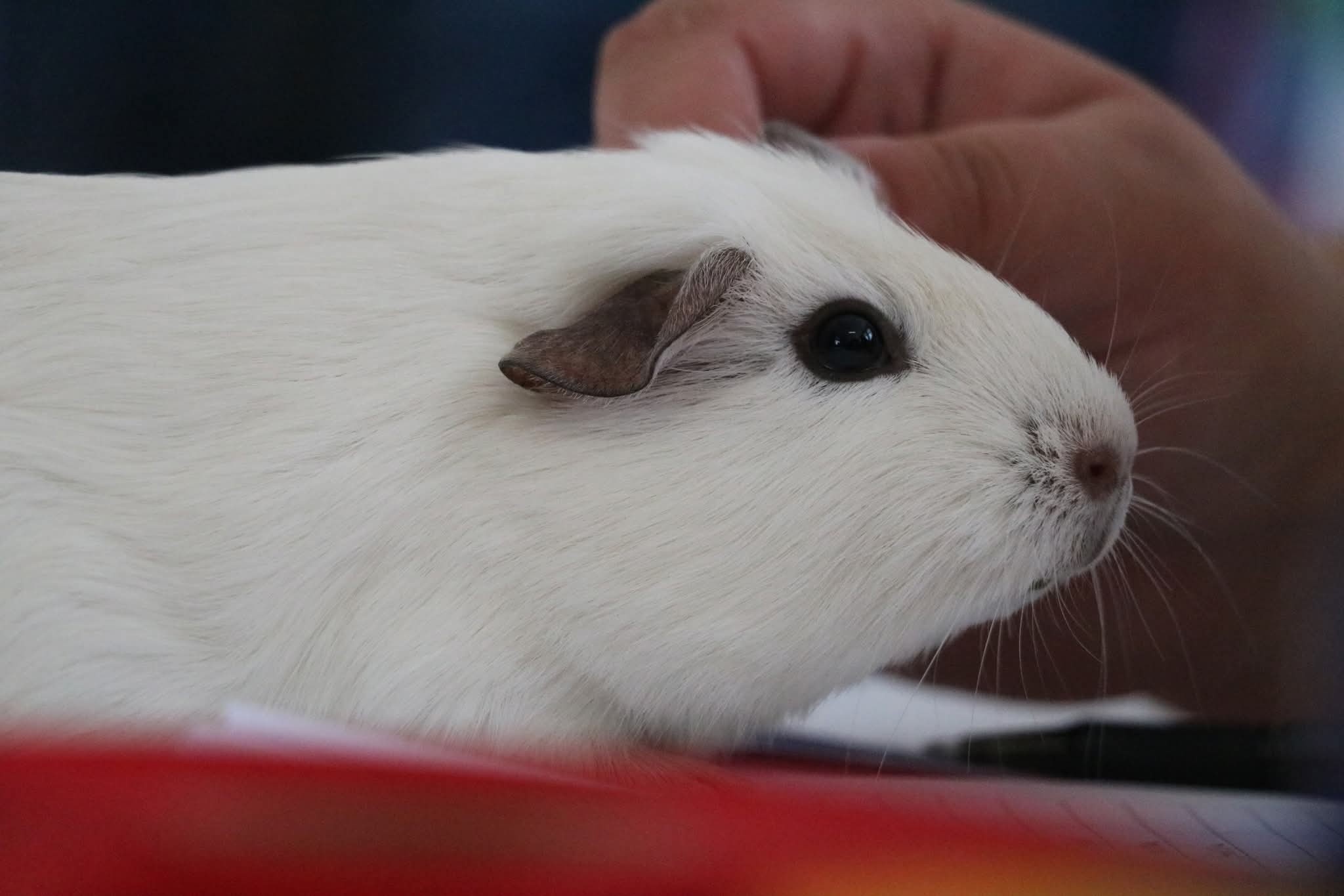 Marquess Cavy Stud