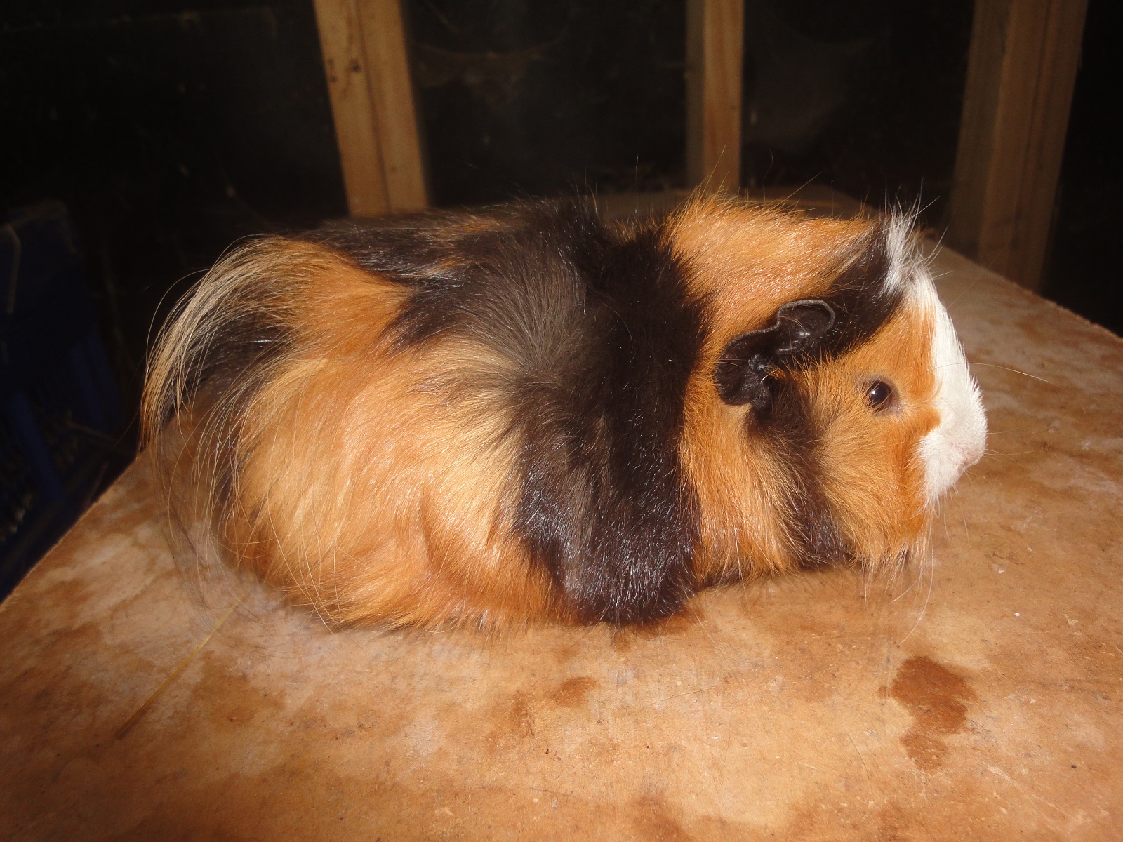 Mamaku Zorro New Zealand Plume Rare Breed