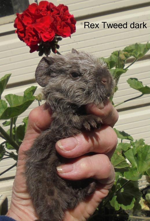 Baby Tweed Rex Pedigree Cavy