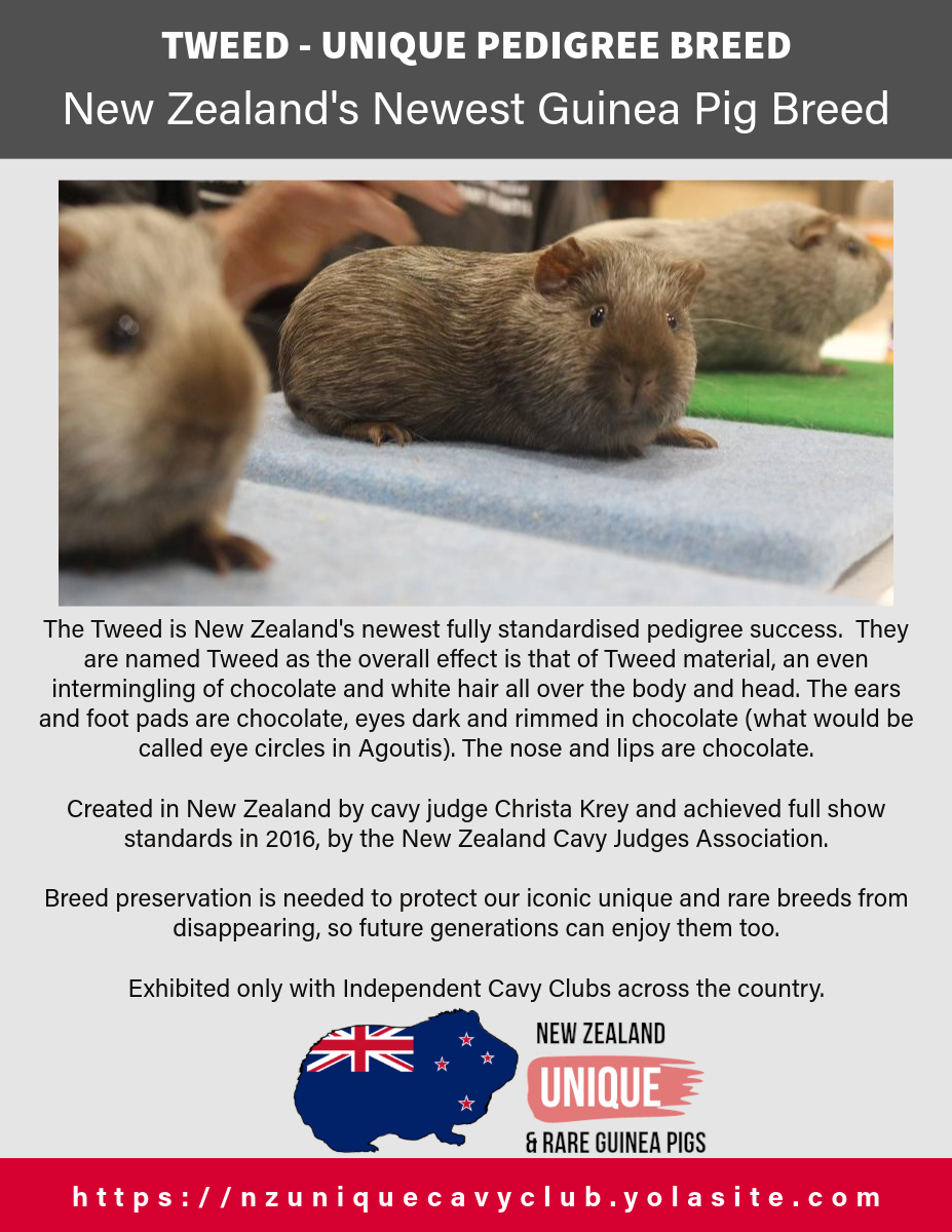 Tweed: Cavy Breed Profile Poster