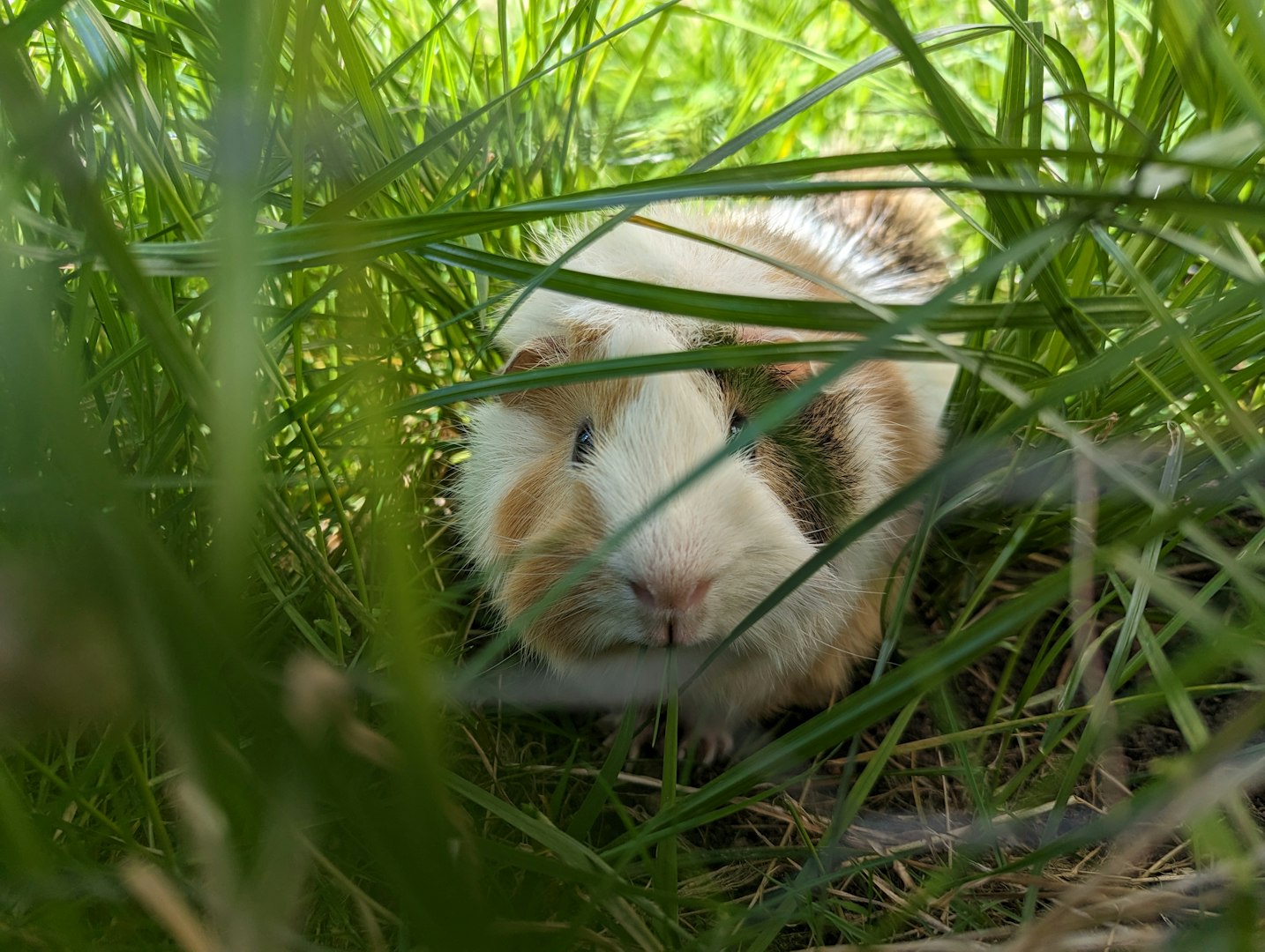 Join NZ Unique and Rare Guinea Pigs socials