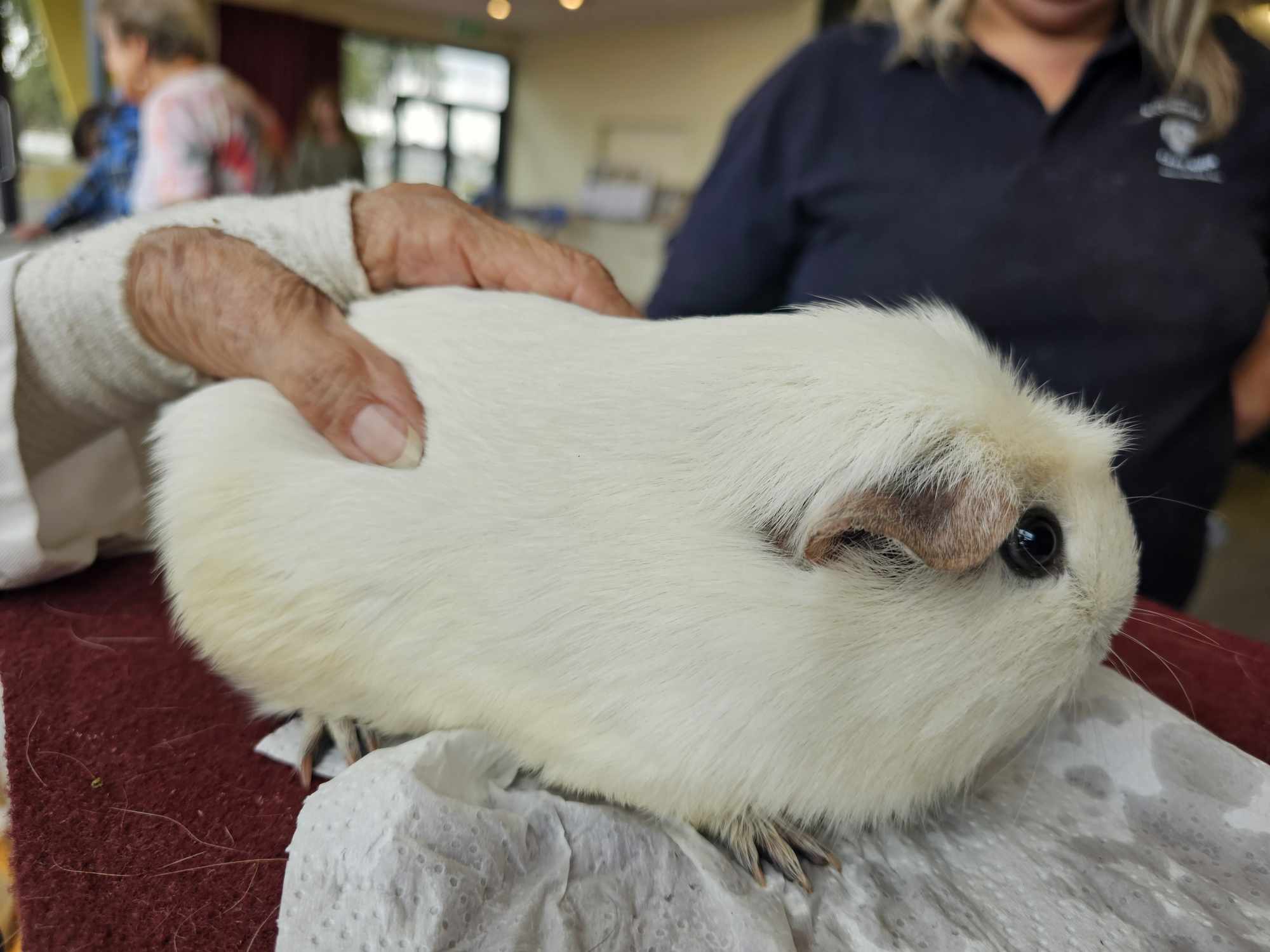 Crested Panda being judged at cavy show