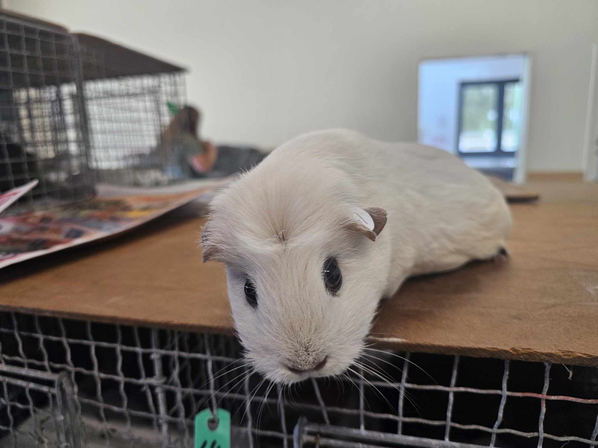 Panda Cavy Genetics