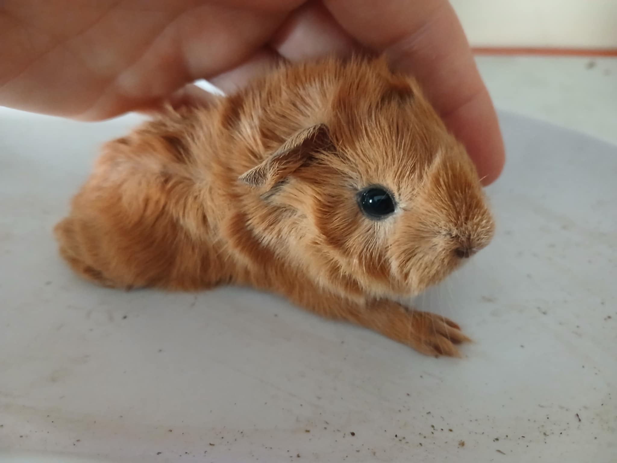 Baby New Zealand Plume Cavy from Lightning Cavy Stud